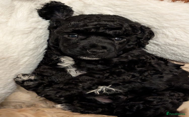 Miniature Poodle dogs - Advert 2