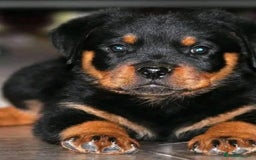 Rottweiler dogs for sale: 🐾🖤 Rottweiler Terrier Puppies🐶💕 - Image 2