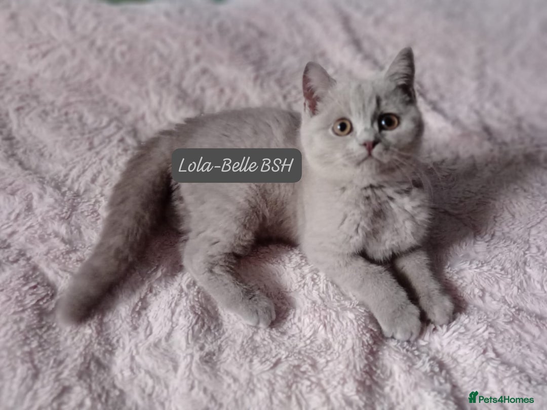 British Shorthair cats for sale: British Shorthair kittens - Advert 7