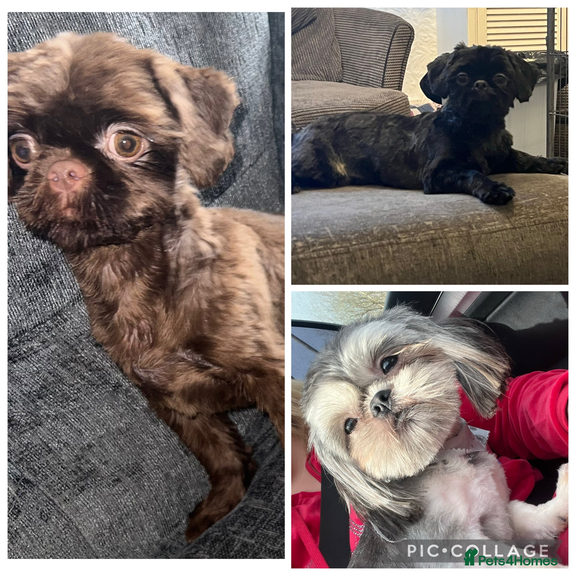 Shih Tzu dogs 3 stunning stud boys to choose from in Saint Helens - Advert 2