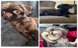 Shih Tzu dogs for stud: 3 stunning stud boys to choose from in Saint Helens - Image 1