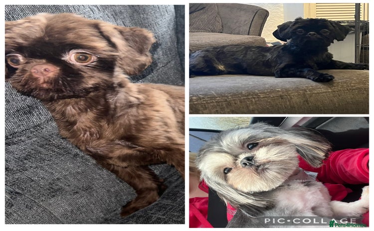 Shih Tzu dogs in Saint Helens - Advert 12