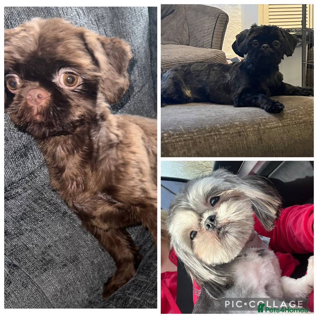 Shih Tzu dogs for stud: 3 stunning stud boys to choose from in Saint Helens - Image 1