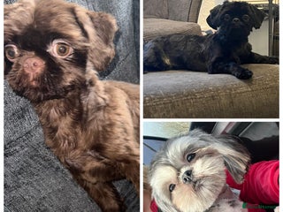 Shih Tzu dogs 3 stunning stud boys to choose from in Saint Helens - Advert 2