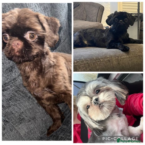 Shih Tzu dogs 3 stunning stud boys to choose from in Saint Helens - Advert 1