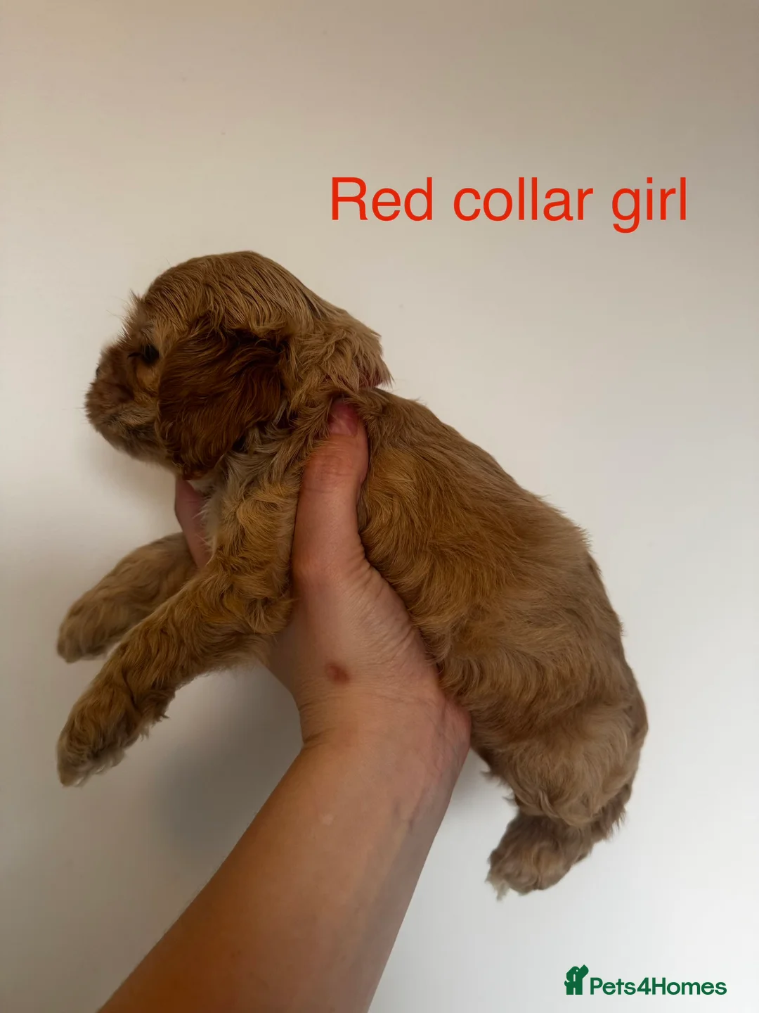 American Cocker Spaniel dogs for sale: 🐾KC, Health tested American cocker spaniels🐾 - Advert 12