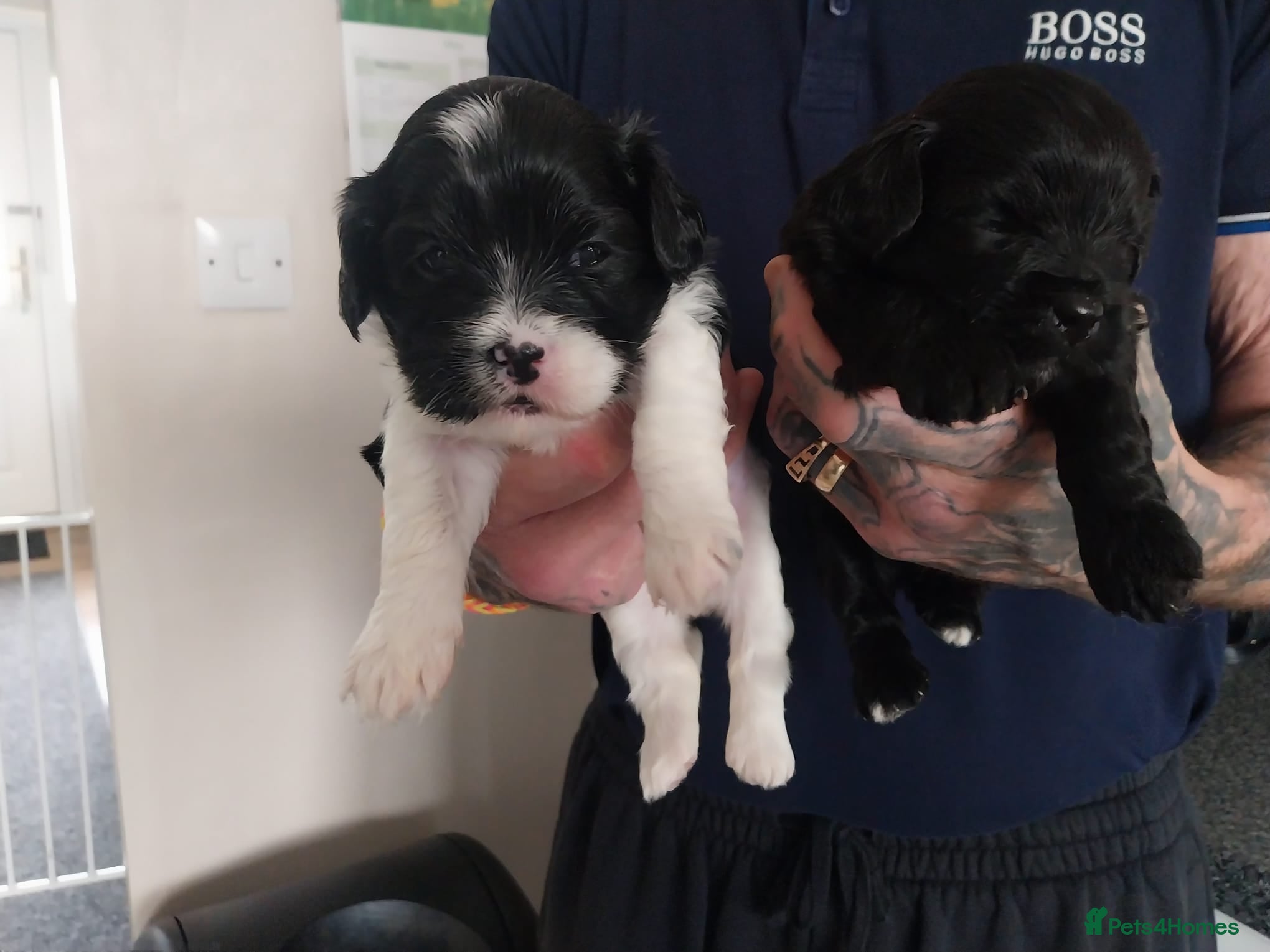 Mixed Breed dogs Lhasa apso - Advert 11