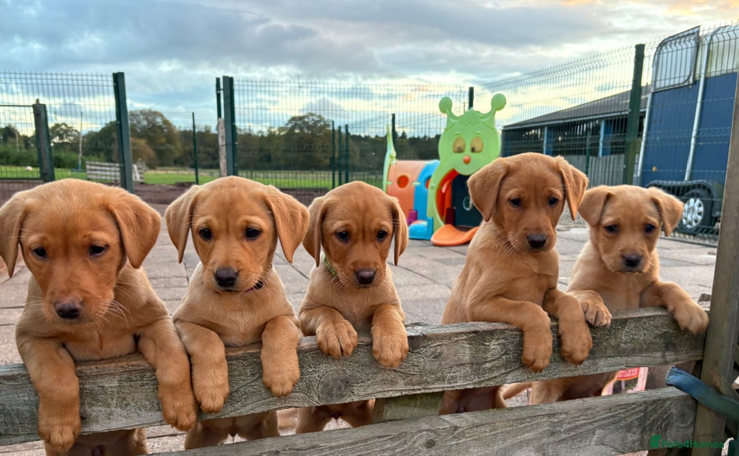 Labrador Retriever dogs for sale: Gorgeous KC Fox Red Labradors  - Image 4