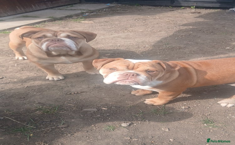 Mixed Breed dogs - Advert 1