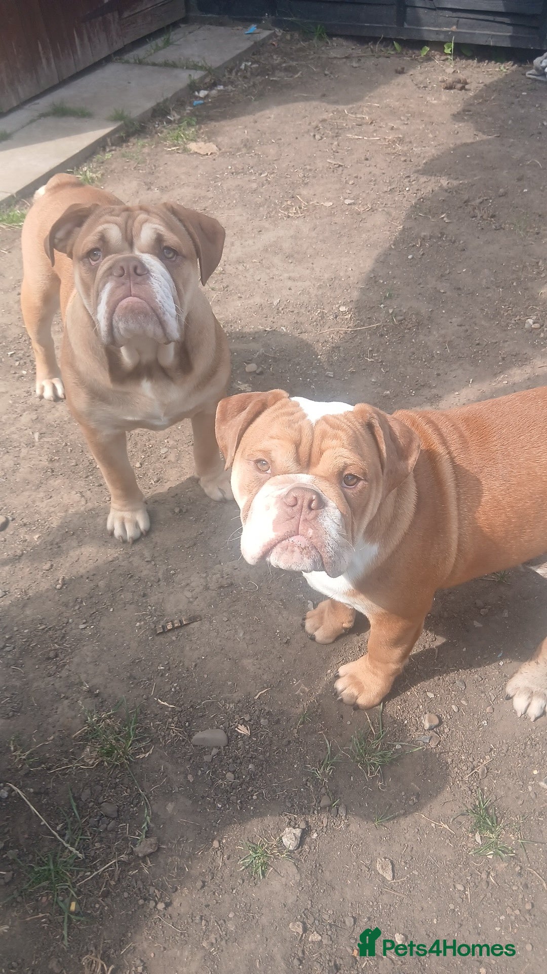 Mixed Breed dogs for sale: Stunnung Male English bulldogs - Image 1
