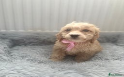 Cockapoo dogs for sale: Cockapoo Puppies - Image 13