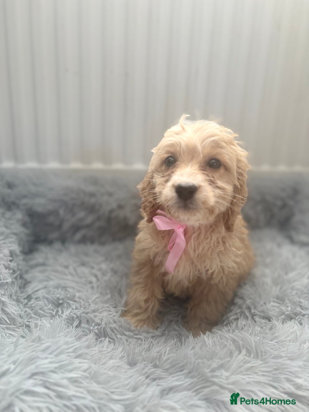 Cockapoo dogs for sale: Cockapoo Puppies - Image 13