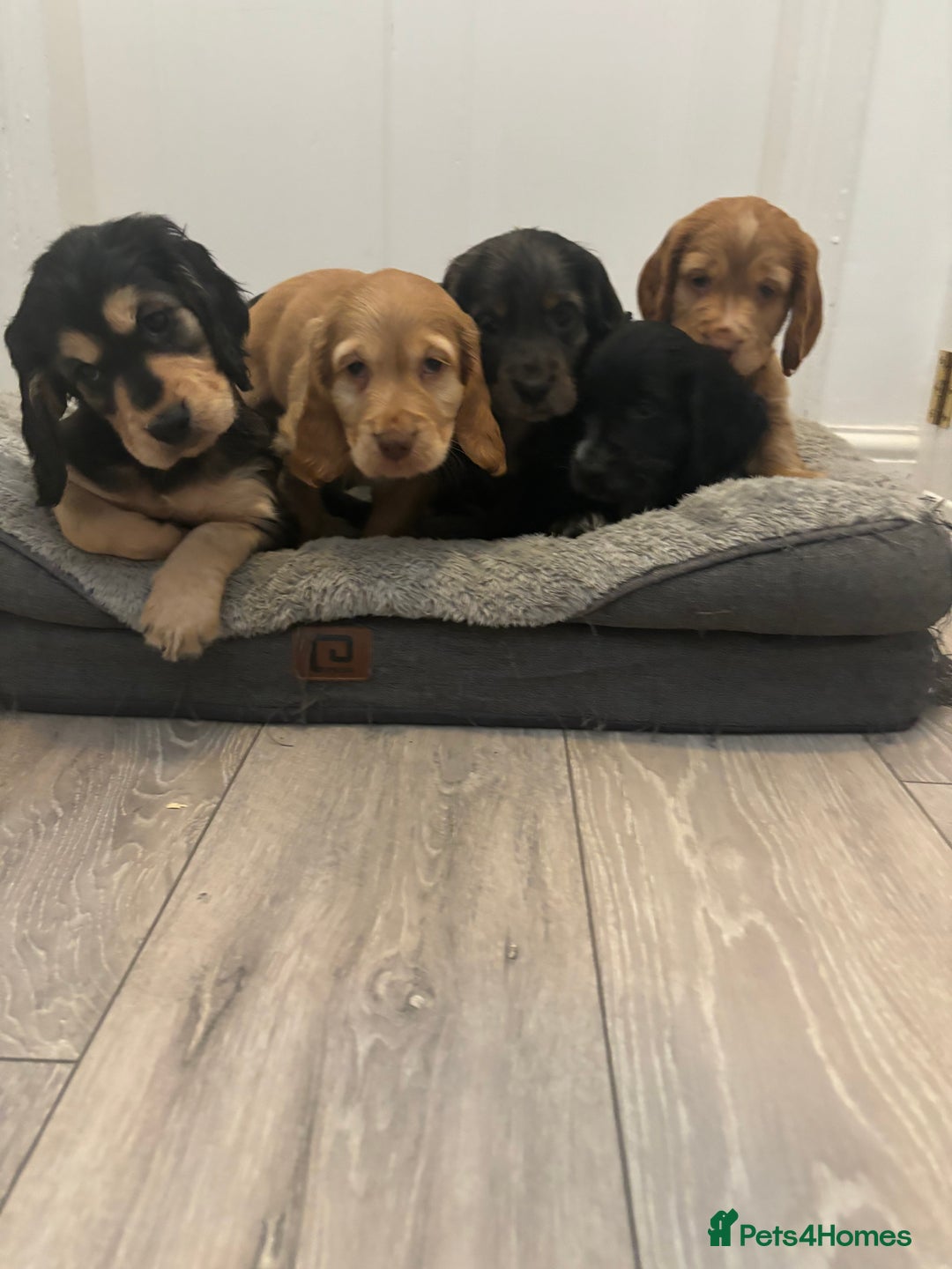 Cocker Spaniel dogs for sale: Chunky playful full Pedigree show type kc parents - Image 9