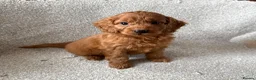Cockapoo dogs for sale: F1 Cockapoo Puppies - Advert 3