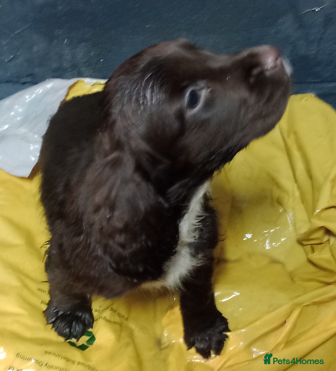 Cocker Spaniel dogs for sale: Cocker Spaniels READY NOW - working - Advert 30