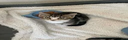 Mixed Breed cats for sale: Long and short haired tabby kittens  in Camborne - Advert 8