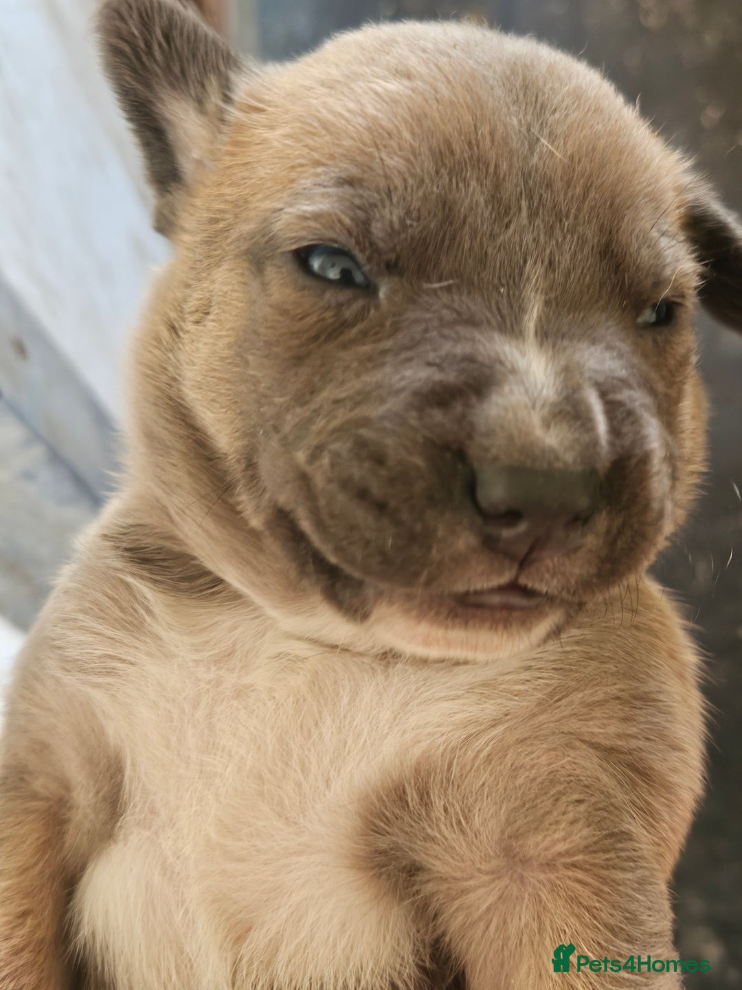 Mixed Breed dogs for sale: Belgian malinois/ border collie  - Image 14