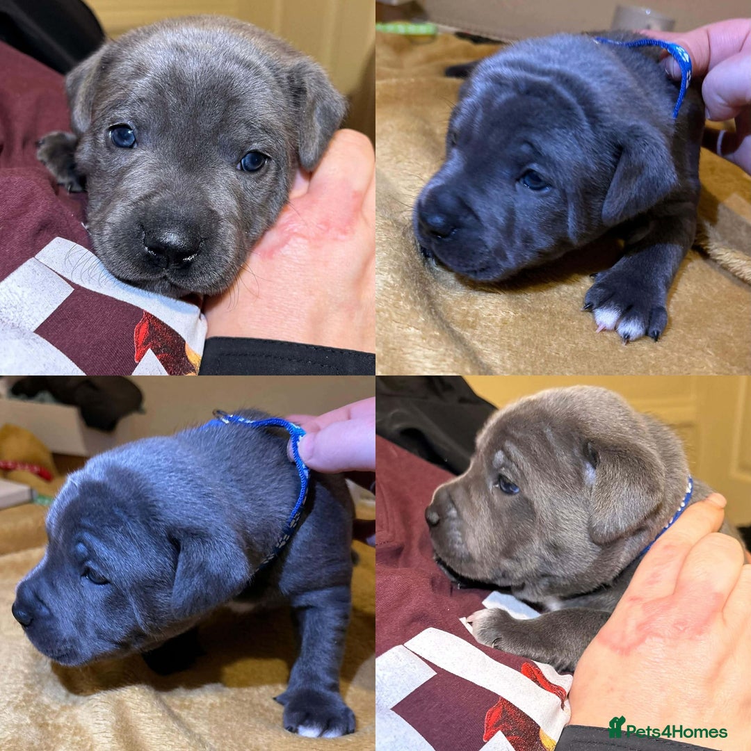 Staffordshire Bull Terrier dogs for sale: Blue Staffordshire bull terrier’s  - Advert 20