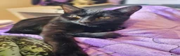 Domestic Shorthair cats for adoption: RESERVED Olive, 8 month old female - Advert 3