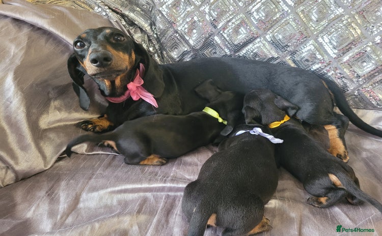 Miniature Dachshund dogs - Advert 15