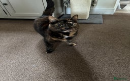 Mixed Breed cats for sale: Free to a good home - Image 3