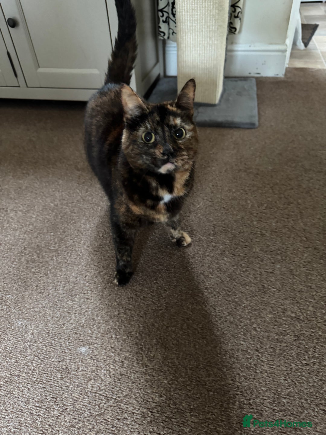 Mixed Breed cats for sale: Free to a good home - Image 3