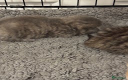 American Shorthair cats for sale: 4 stunning bsh x American short kittens avail - Image 38