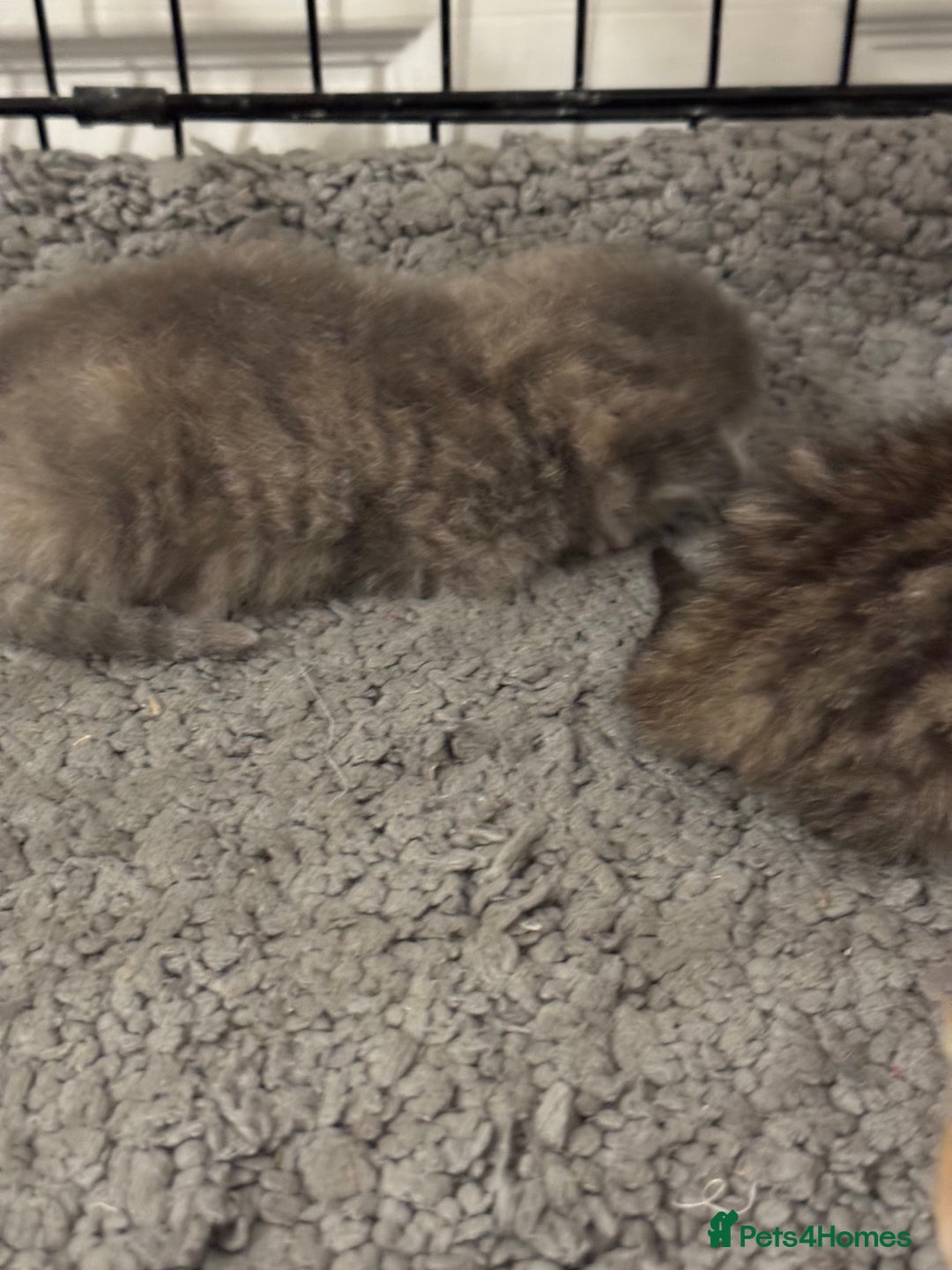 American Shorthair cats for sale: 4 stunning bsh x American short kittens avail - Image 38
