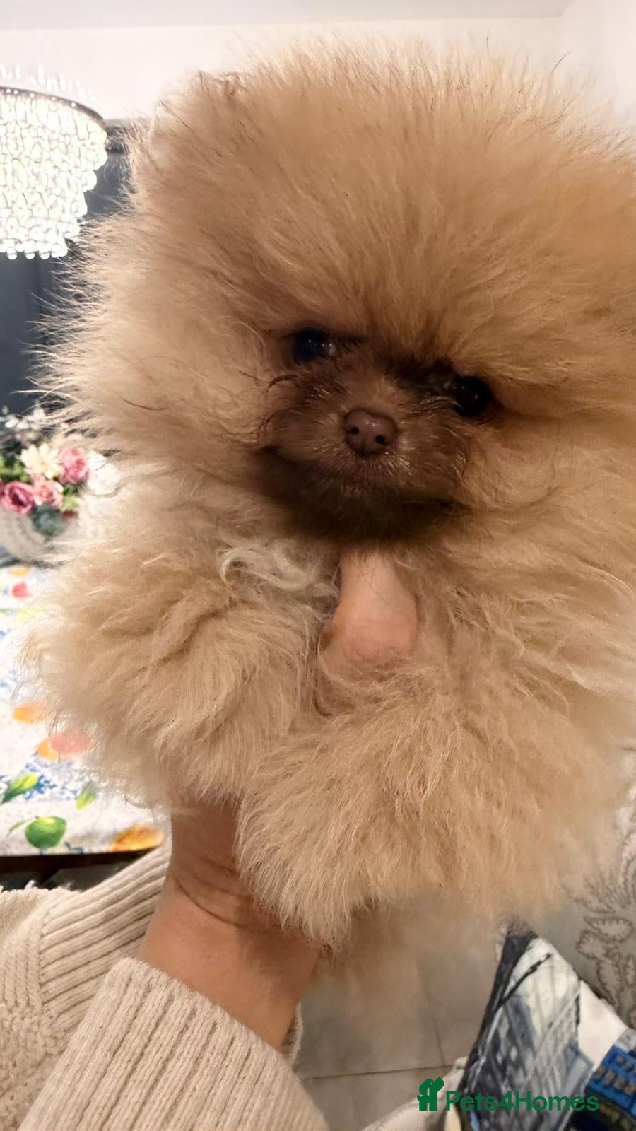Pomeranian dogs Stunning littler of KC Pom puppies - Advert 3