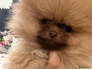 Pomeranian dogs Stunning littler of KC Pom puppies - Advert 10