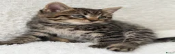 Mixed Breed cats for sale: Tabby male kittens  - Advert 14