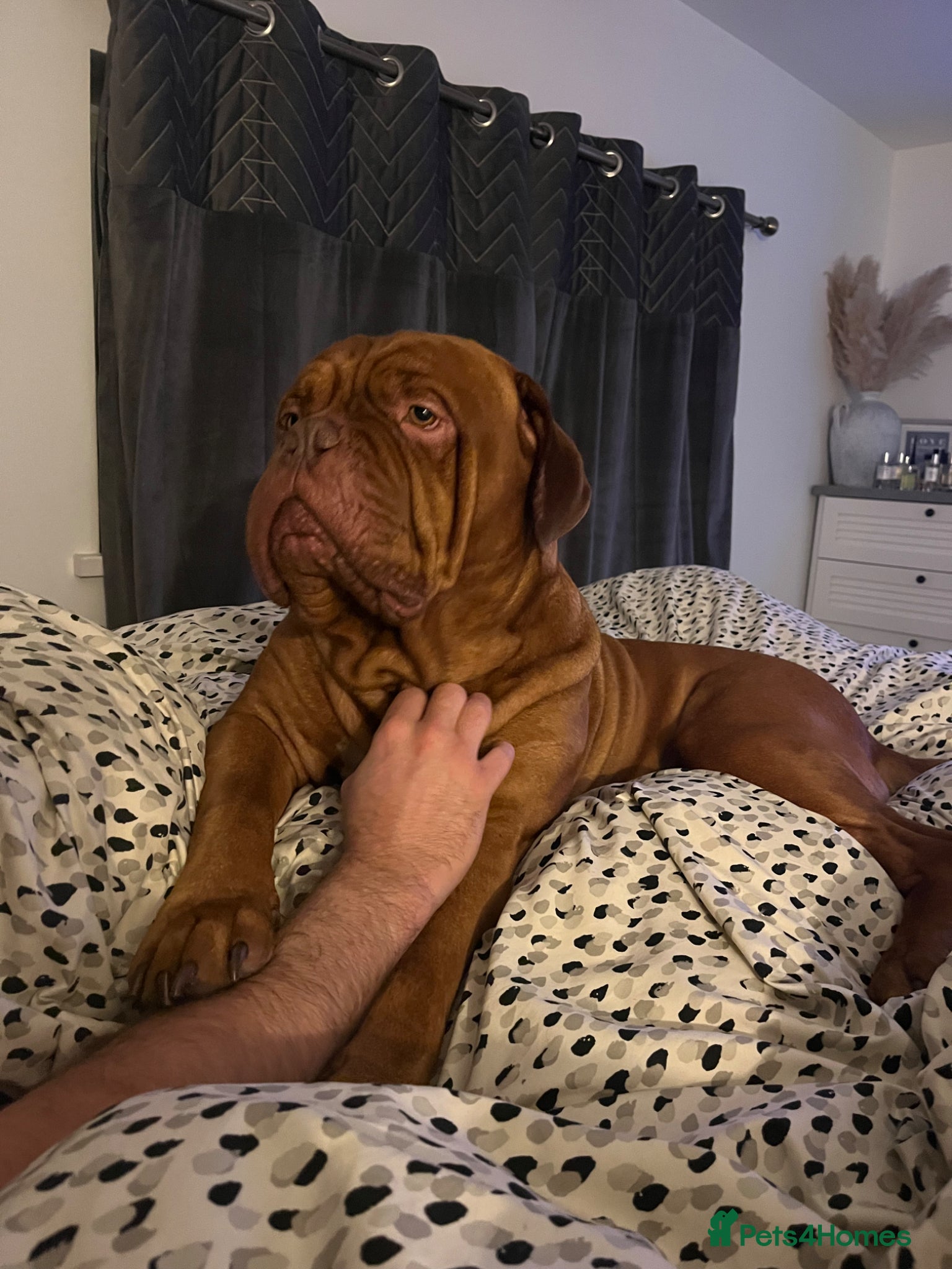 Dogue De Bordeaux dogs Dogue de Bordeaux for stud  - Advert 2