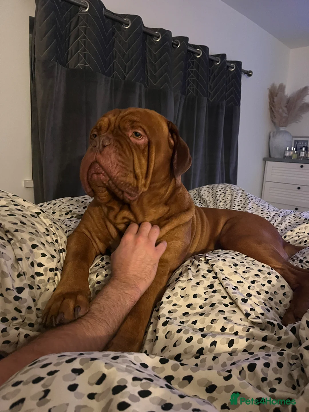 Dogue De Bordeaux dogs for stud: Dogue de Bordeaux for stud  in Birmingham - Advert 1