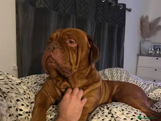 Dogue De Bordeaux dogs Dogue de Bordeaux for stud - Advert 2