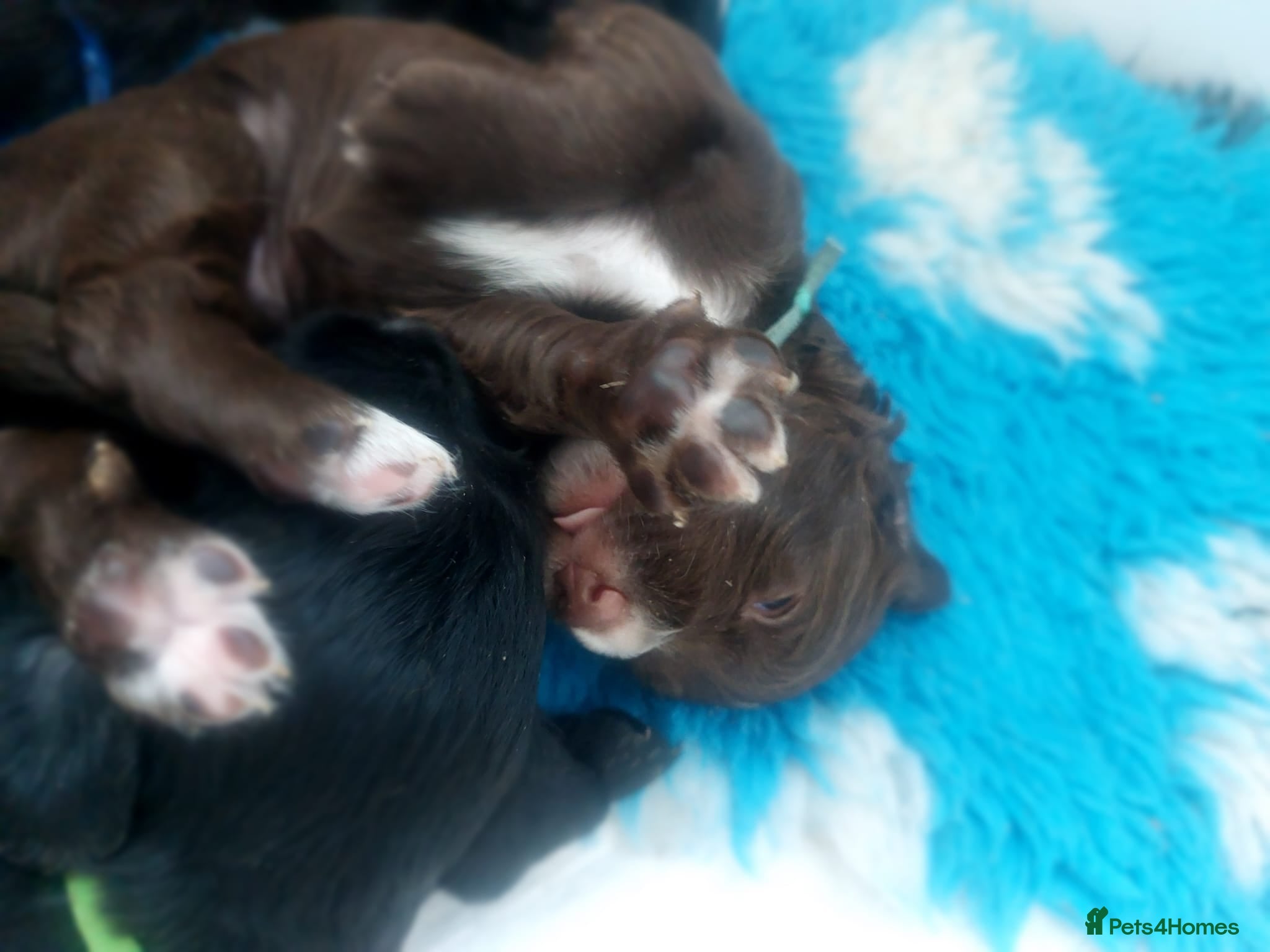 Sprocker dogs for sale: Sprocker Spaniel DWKC registered working line pups - Advert 21