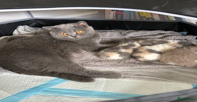 British Shorthair cats in Mold - Advert 3