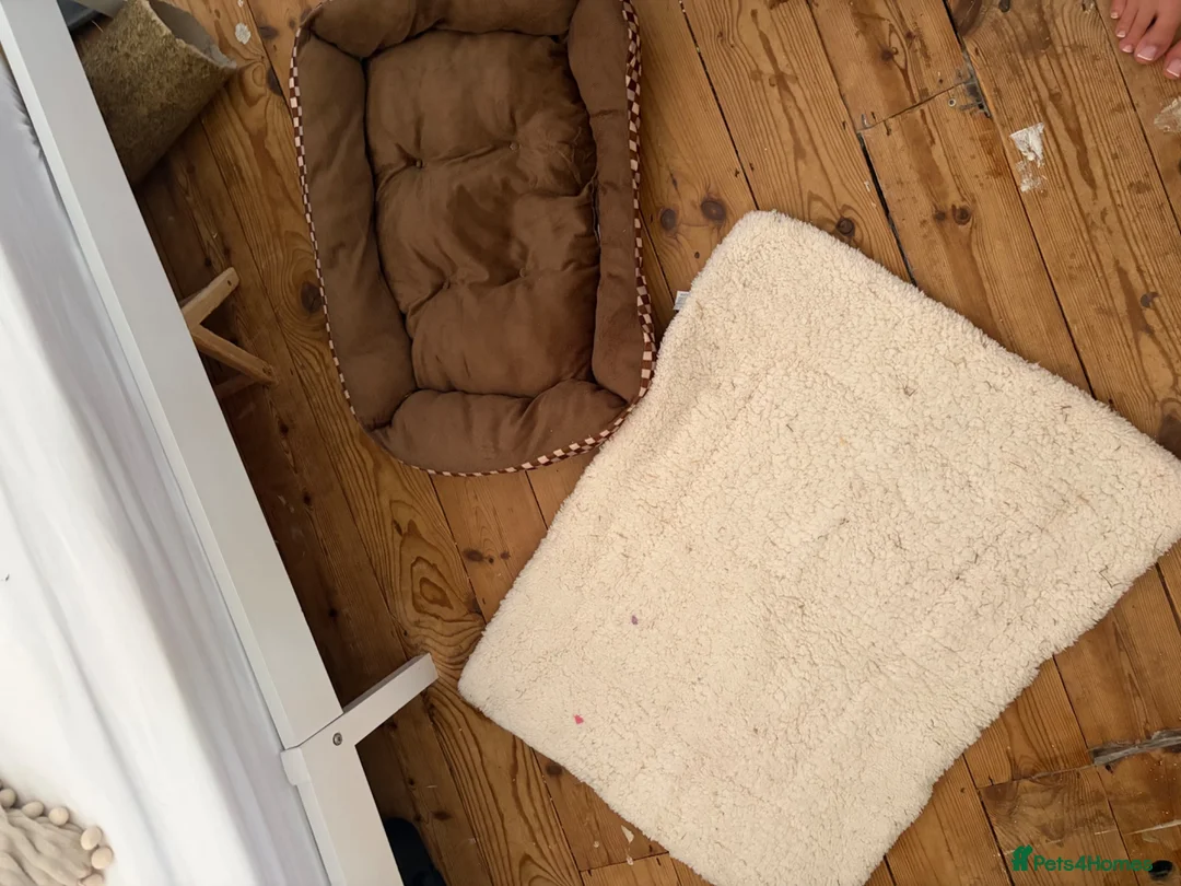 Mini Lop rabbits for sale: Mini Lops- 5 months old.  - Advert 12