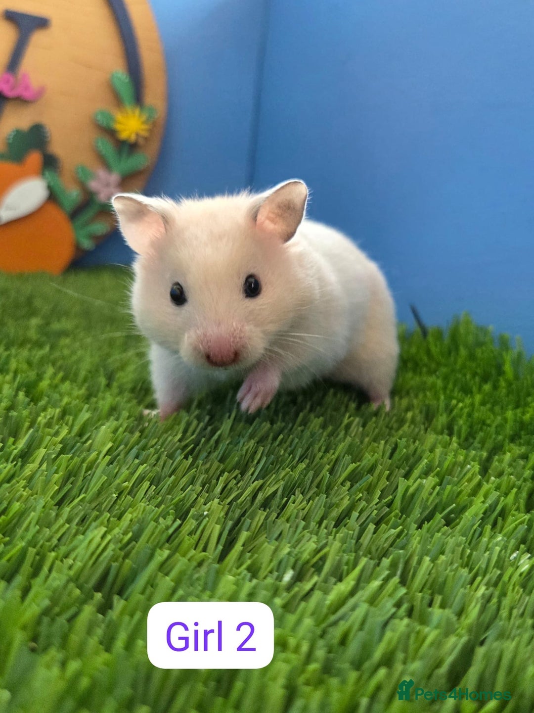 Hamster rodents for sale: Syrian Hamster Babies Pedigree Baby Male Female - Image 2