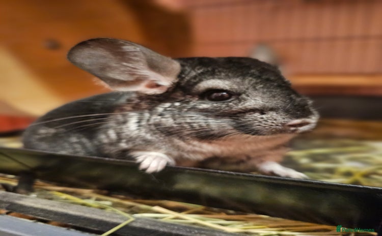 Chinchilla rodents - Advert 1