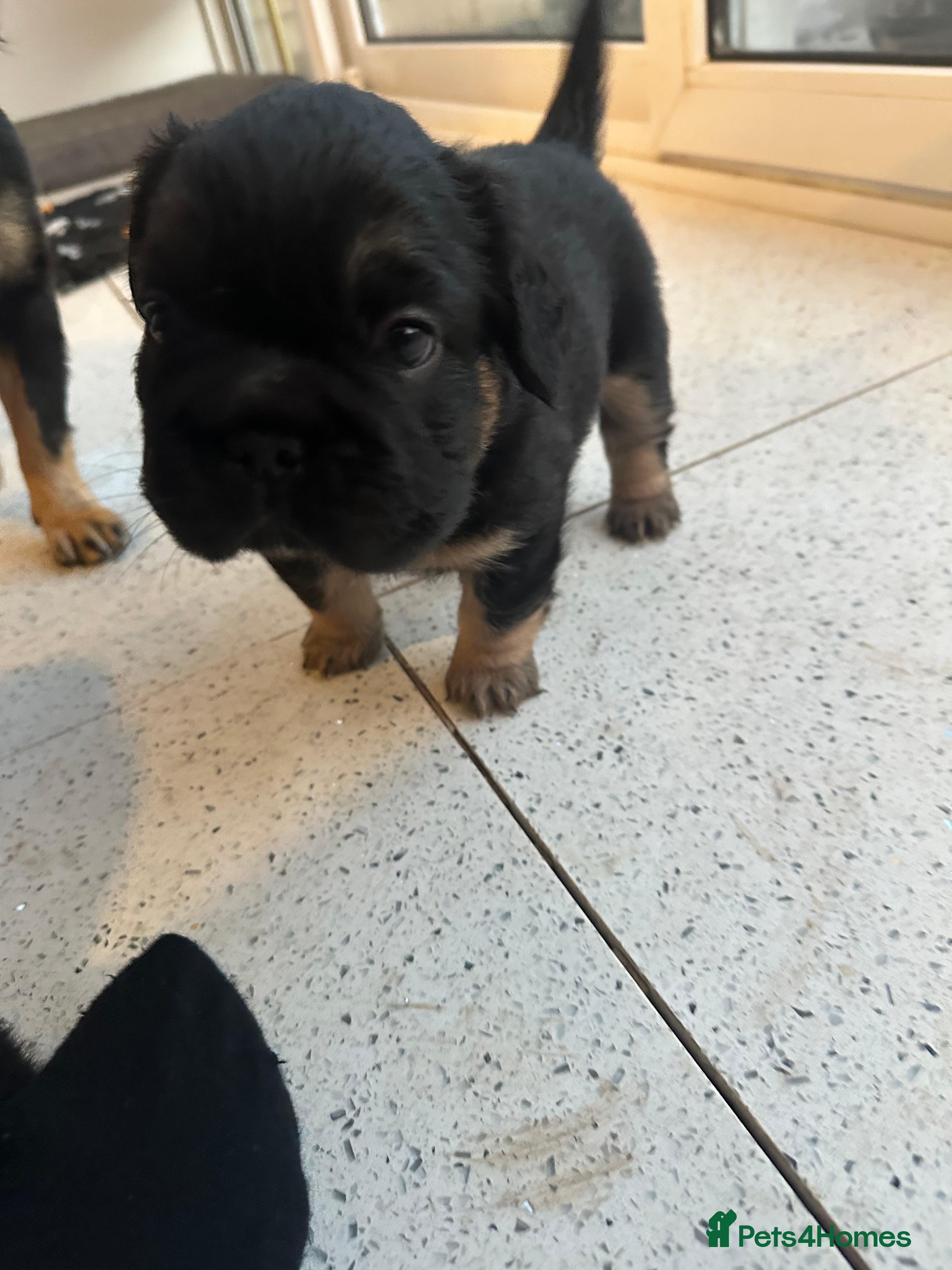 French Bulldog dogs Fluffy Frenchies - Advert 2
