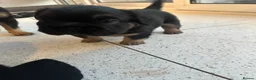 French Bulldog dogs for sale: Fluffy Frenchies - Advert 2