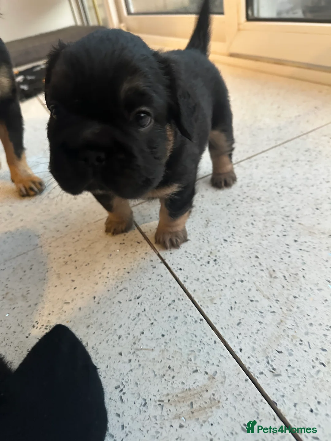 French Bulldog dogs for sale: Fluffy Frenchies - Advert 2