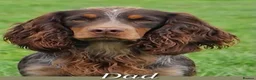Cocker Spaniel dogs for sale: Cocker spaniel puppy’s  - Advert 14