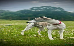 Whippet dogs for sale: Show Quality Blue Brindle KC Registered Whippets - Image 9