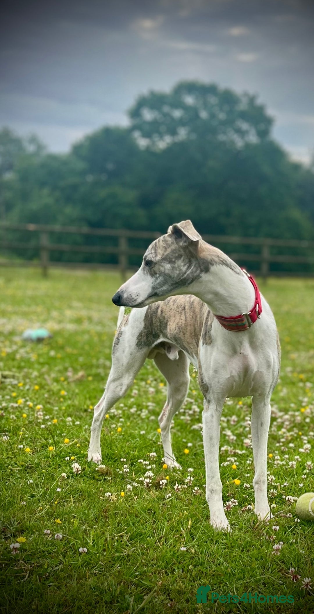 Whippet dogs for sale: Show Quality Blue Brindle KC Registered Whippets - Image 9
