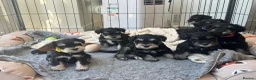 Miniature Schnauzer dogs for sale: 🐾 Miniature Schnauzer Puppies - Advert 17