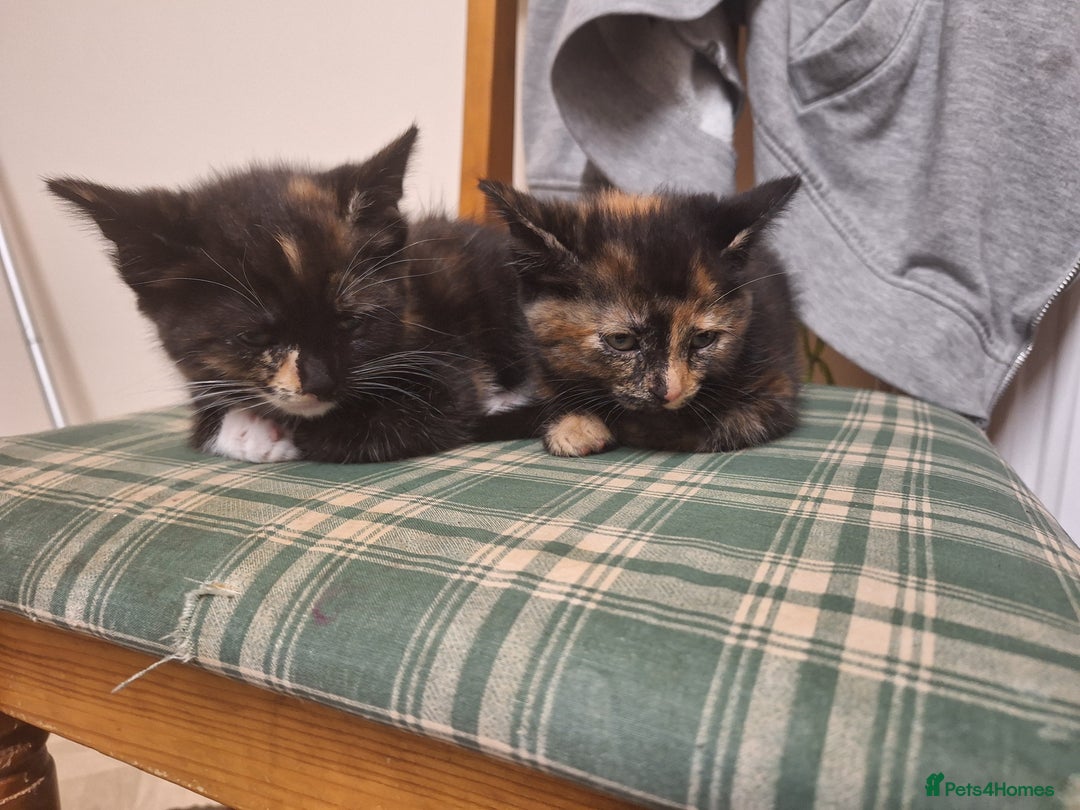 Mixed Breed cats for sale: 3 kittens  - Advert 1