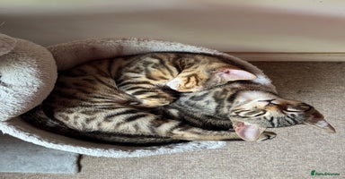 Mixed Breed cats - Advert 3