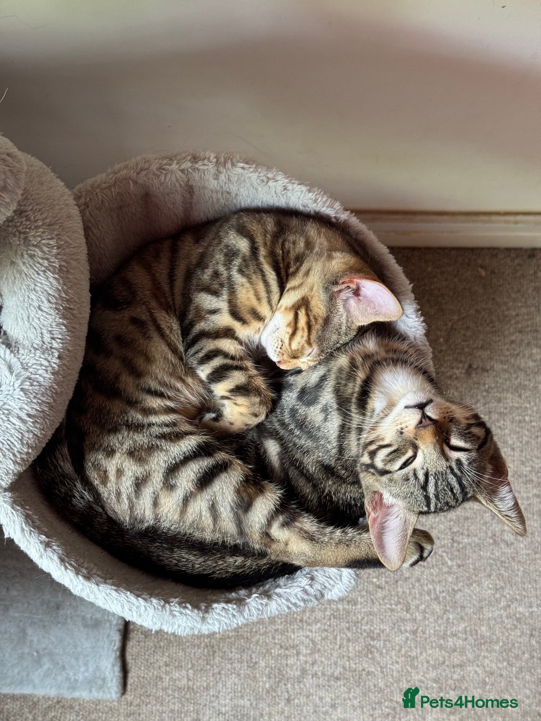 Mixed Breed cats for sale: 5 Beautiful Mixed Bengal Litter ready to go! - Image 2