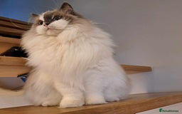 Ragdoll cats for sale: Loving Ragdoll girl for sale - Image 4